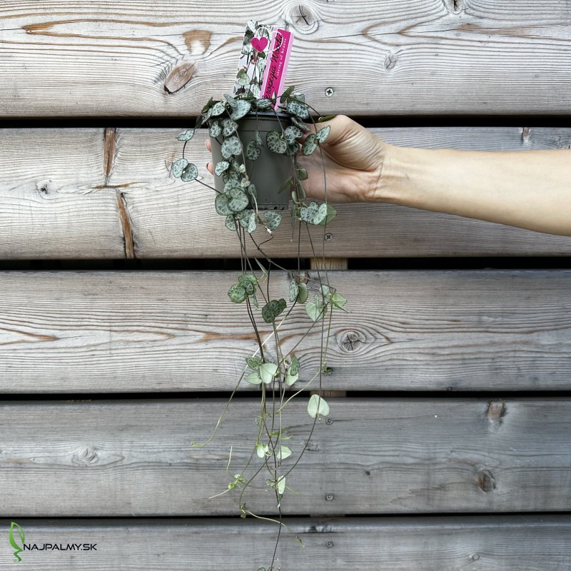 Ceropegia woodii (Lampášik) - kont. P11 , výška ⌀ 10 cm